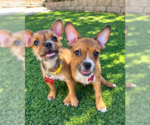 Small Photo #2 Chihuahua-Unknown Mix Puppy For Sale in San Diego, CA, USA
