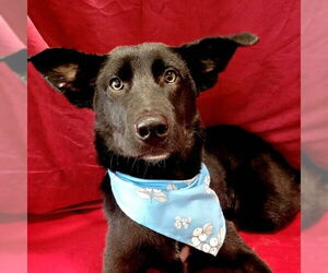 German Shepherd Dog-Unknown Mix Dogs for adoption in Corning, AR, USA