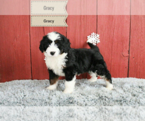 Bernese Mountain Dog Puppy for sale in COLUMBUS, OH, USA