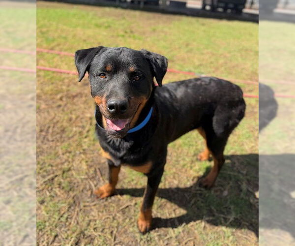 Medium Photo #1 Rottweiler Puppy For Sale in Riverside, CA, USA