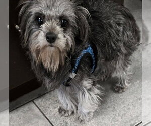 Darcy - Female Maltese-Unknown Mix Dog for Adoption - Photo #2