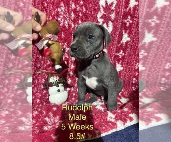 Medium Photo #3 Great Dane Puppy For Sale in WILLIS, TX, USA