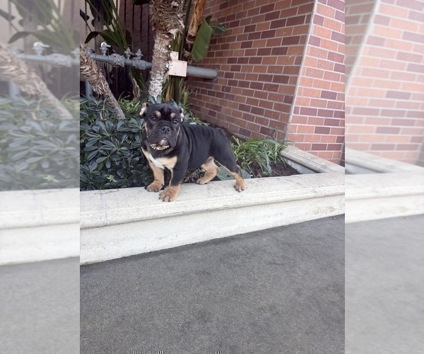 Medium Photo #16 English Bulldog Puppy For Sale in KEY BISCAYNE, FL, USA