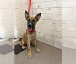 Small German Shepherd Dog