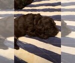 Small Photo #6 Boykin Spaniel Puppy For Sale in EDMOND, OK, USA