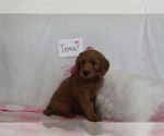 Small Photo #5 Goldendoodle-Poodle (Standard) Mix Puppy For Sale in EVART, MI, USA