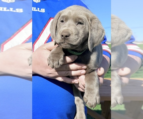Medium Photo #7 Labrador Retriever Puppy For Sale in DELEVAN, NY, USA