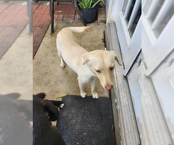 Medium Photo #1 Labrador Retriever-Unknown Mix Puppy For Sale in San Antonio, TX, USA