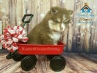 Small Photo #10 Pomsky Puppy For Sale in ANDOVER, MN, USA