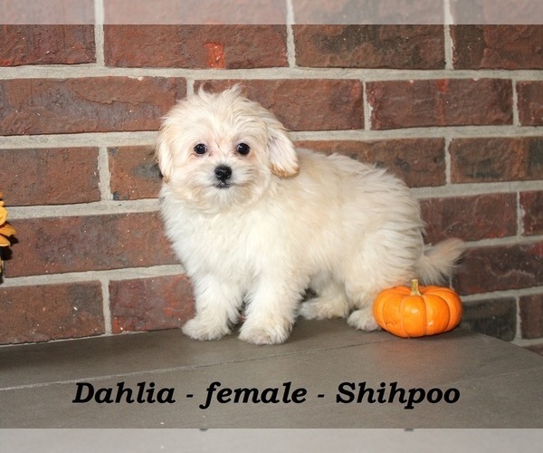 Medium Photo #4 ShihPoo Puppy For Sale in CLARKRANGE, TN, USA