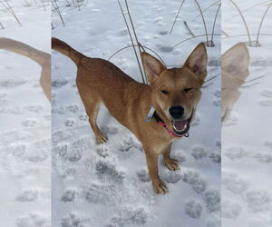 Mutt Dogs for adoption in Polson, MT, USA