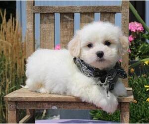 La-Chon Puppy for sale in ORO VALLEY, AZ, USA