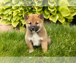 Small Photo #27 Shiba Inu Puppy For Sale in MILLERSBURG, IN, USA
