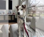 Small #1 Jack Russell Terrier Mix