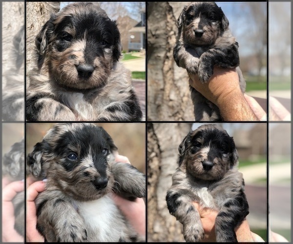 Medium Photo #8 Bernedoodle Puppy For Sale in OVERLAND PARK, KS, USA