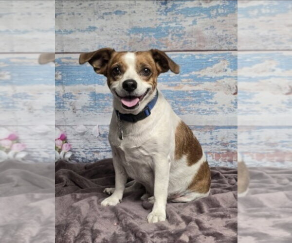 Medium Photo #1 Chihuahua Puppy For Sale in Lakewood, CO, USA