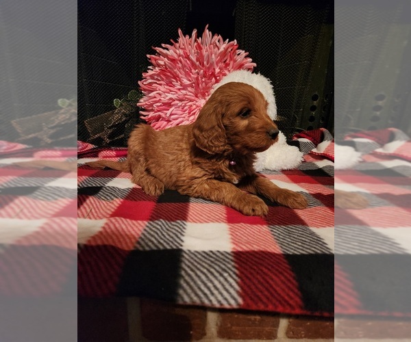 Medium Photo #6 Goldendoodle Puppy For Sale in FLOWER MOUND, TX, USA