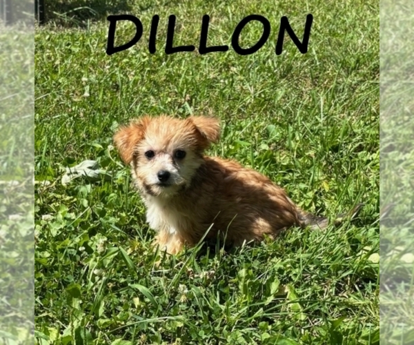 Medium Photo #3 YorkiePoo Puppy For Sale in HARTLAND, MN, USA