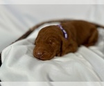Small Photo #21 Goldendoodle Puppy For Sale in ABILENE, TX, USA