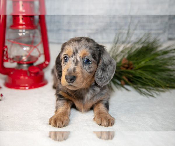 Medium Photo #1 Dachshund Puppy For Sale in GOSHEN, IN, USA