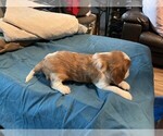 Small #1 Cavalier King Charles Spaniel