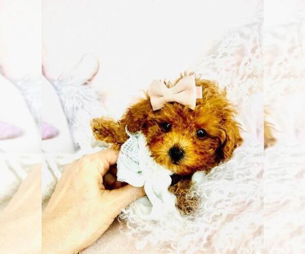 Medium Photo #21 Poodle (Toy) Puppy For Sale in ORLANDO, FL, USA