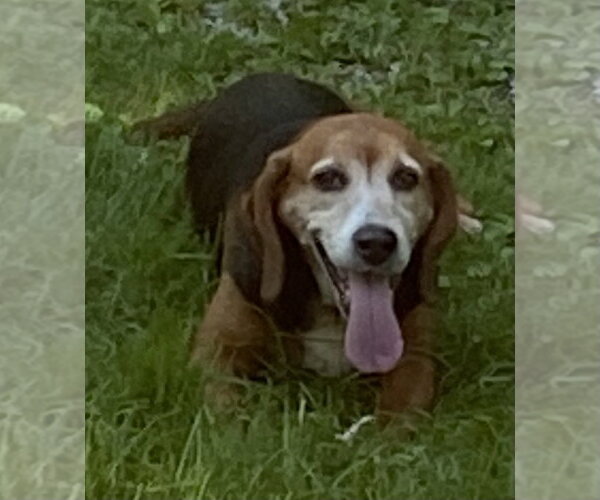 Medium Photo #6 Beagle Puppy For Sale in Rootstown, OH, USA