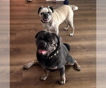 Small #1 Pug