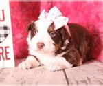 Small #3 Australian Shepherd