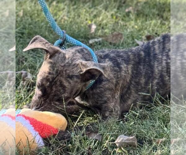 Medium Photo #4 Chihuahua-Unknown Mix Puppy For Sale in Yardley, PA, USA