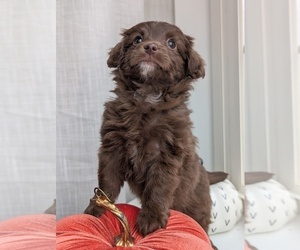 Medium Miniature Australian Shepherd-Poodle (Toy) Mix