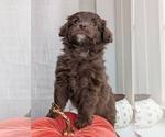 Puppy Froggy Miniature Australian Shepherd-Poodle (Toy) Mix
