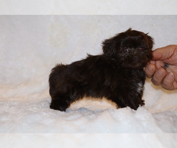 Medium Photo #3 Shih Tzu Puppy For Sale in DYERSBURG, TN, USA