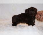 Small #2 Shih Tzu