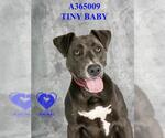 Small Photo #2 American Pit Bull Terrier-Unknown Mix Puppy For Sale in Stockton, CA, USA