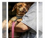 Small #4 Chiweenie