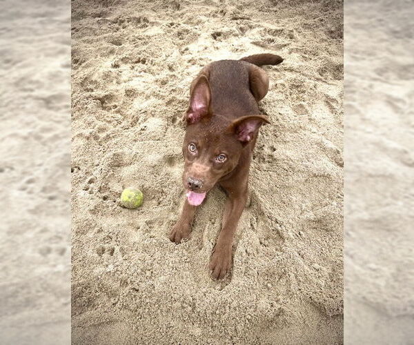 Medium Photo #4 Mutt Puppy For Sale in San Juan Capistrano, CA, USA