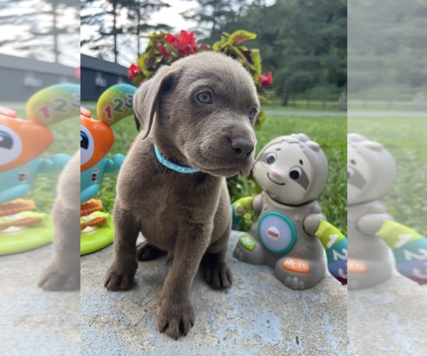 Medium Photo #2 Labrador Retriever Puppy For Sale in NEOLA, WV, USA
