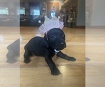 Puppy Puppy 4 Dachshund