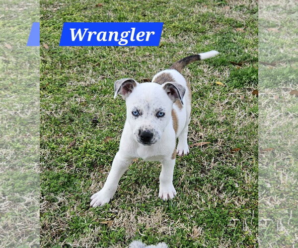 Medium Photo #5 Mountain Cur-Unknown Mix Puppy For Sale in Oakhurst, NJ, USA