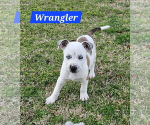 Wrangler - Male Mountain Cur-Unknown Mix Dog for Adoption - Photo #5