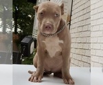 Small #4 American Bully