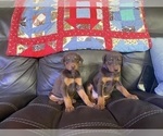 Small Photo #1 Doberman Pinscher Puppy For Sale in LAFAYETTE, IN, USA