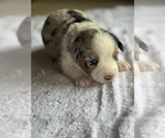 Small #2 Australian Shepherd-Miniature Australian Shepherd Mix