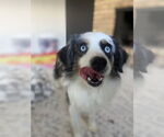 Small #2 Australian Shepherd