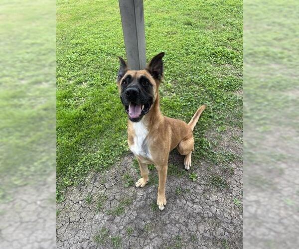Medium Photo #2 Black Mouth Cur-German Shepherd Dog Mix Puppy For Sale in Corpus Christi, TX, USA
