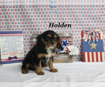 Small #19 Cavalier King Charles Spaniel
