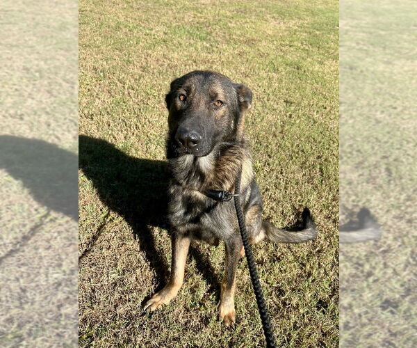 Medium Photo #4 German Shepherd Dog-Unknown Mix Puppy For Sale in Brewster, NY, USA