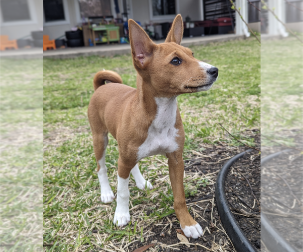 Medium Photo #1 Basenji Puppy For Sale in ROUND ROCK, TX, USA