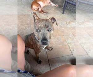 Baby Boy - Male Mutt Dog for Adoption - Photo #2
